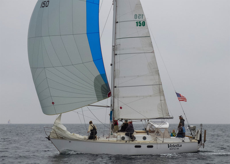 Velella - Wylie 31