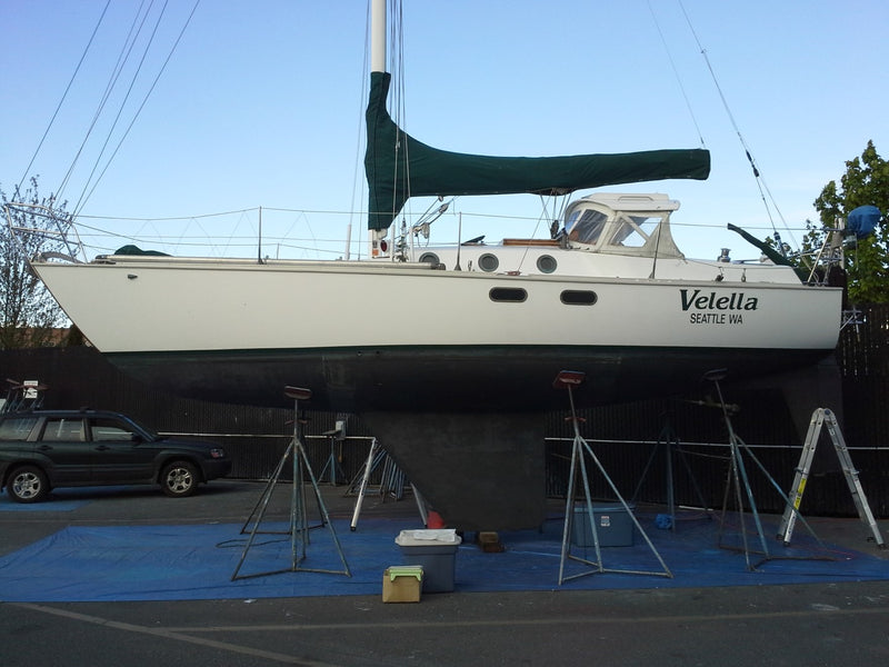 Velella - Wylie 31