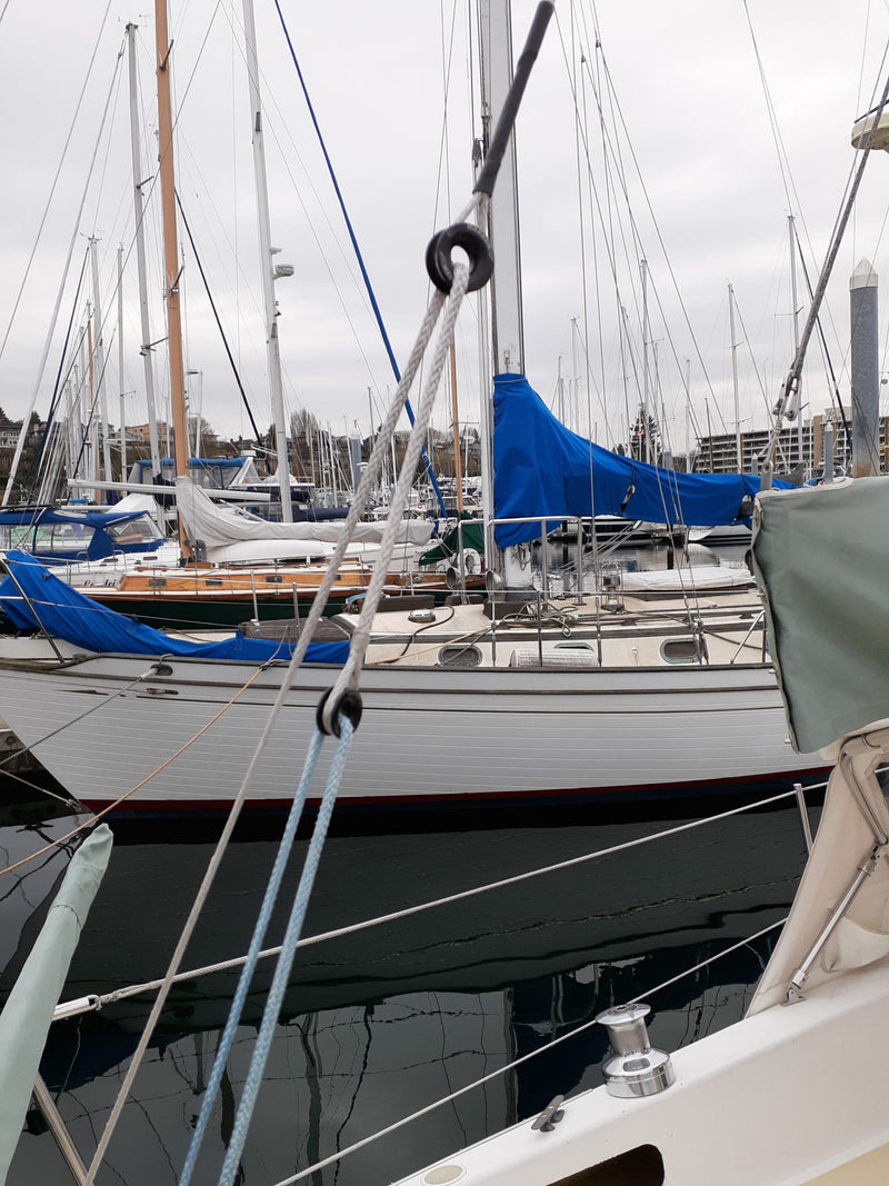 Velella - Wylie 31